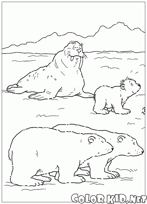Mors ve ayılar