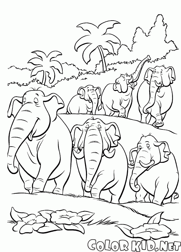 Filler sürüsü