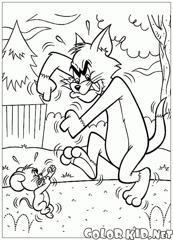 Tom ve Jerry sparring