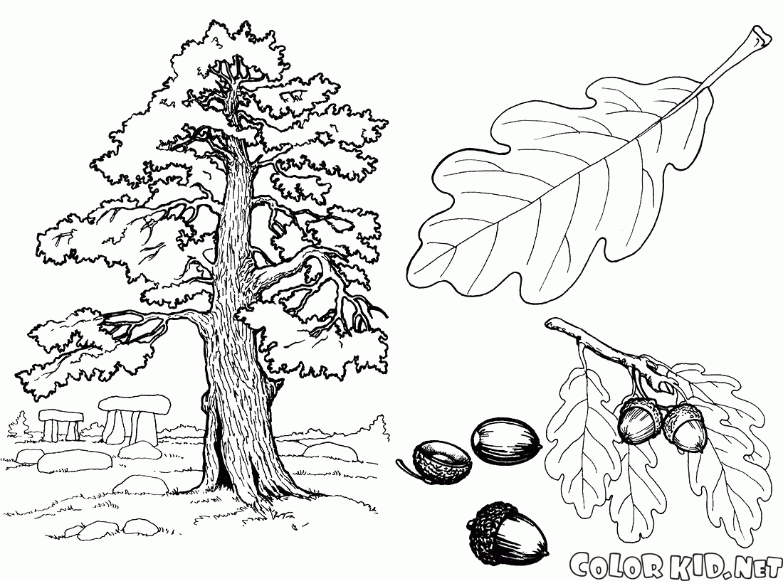 Meşe ağacı