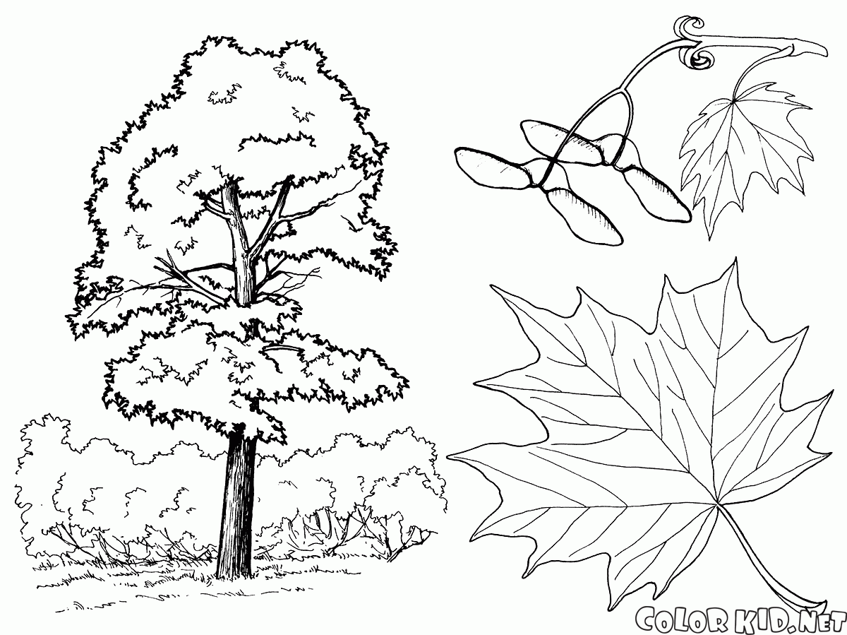 Akçaağaç Ağaçlar