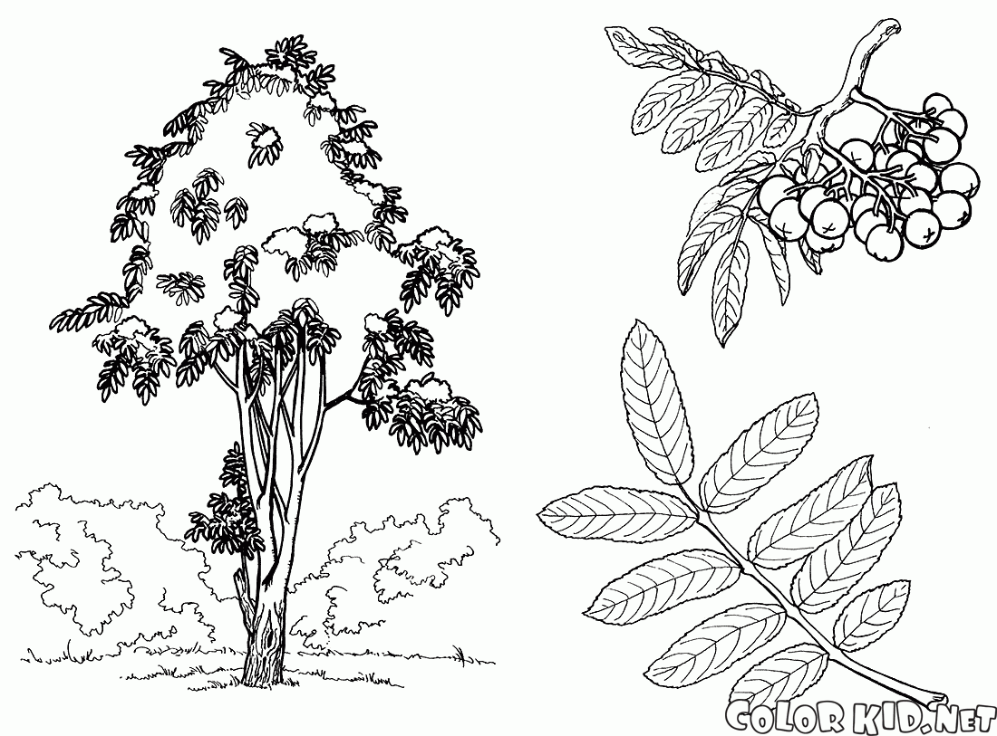 Rowan ağaç
