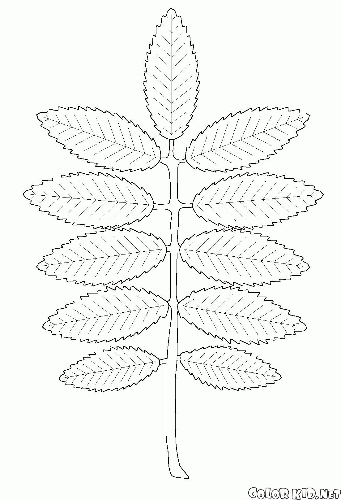 Rowan yaprağı