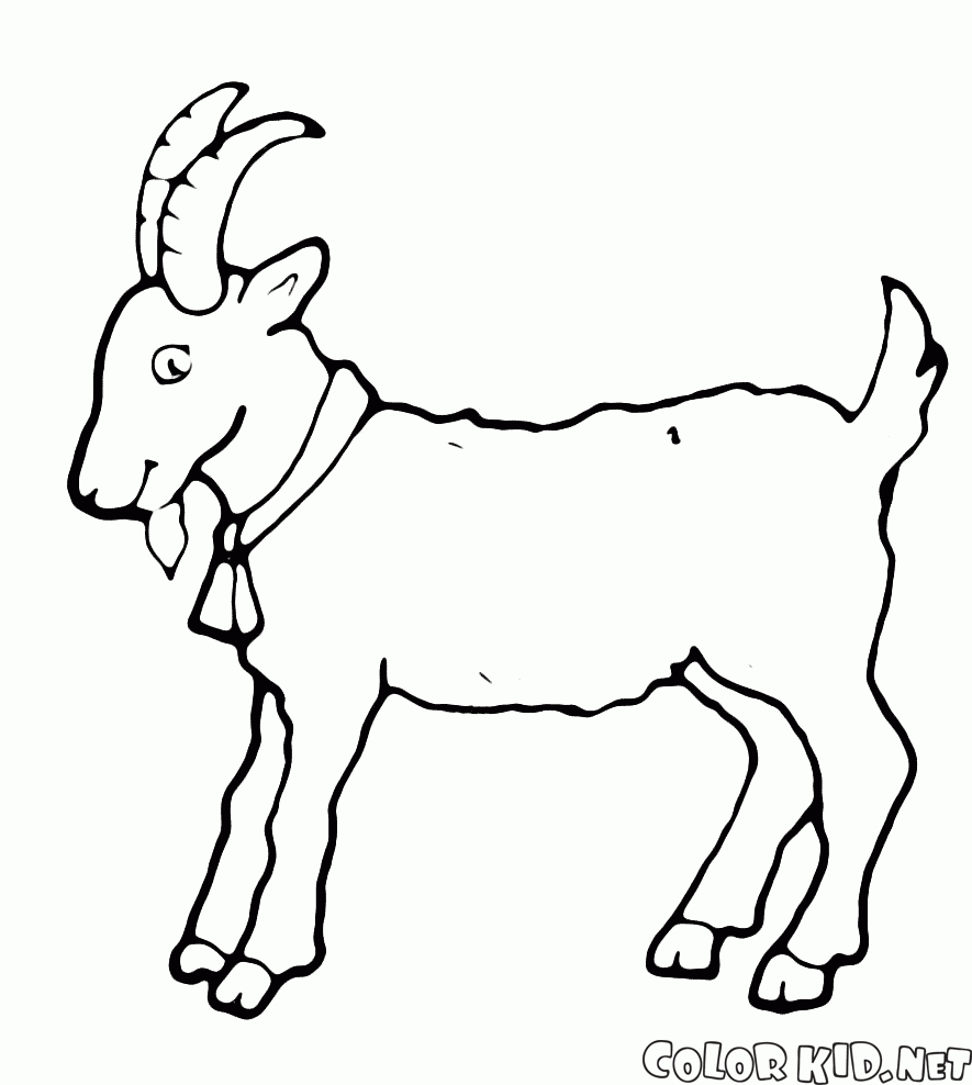 Keçi - Yılın sembolü