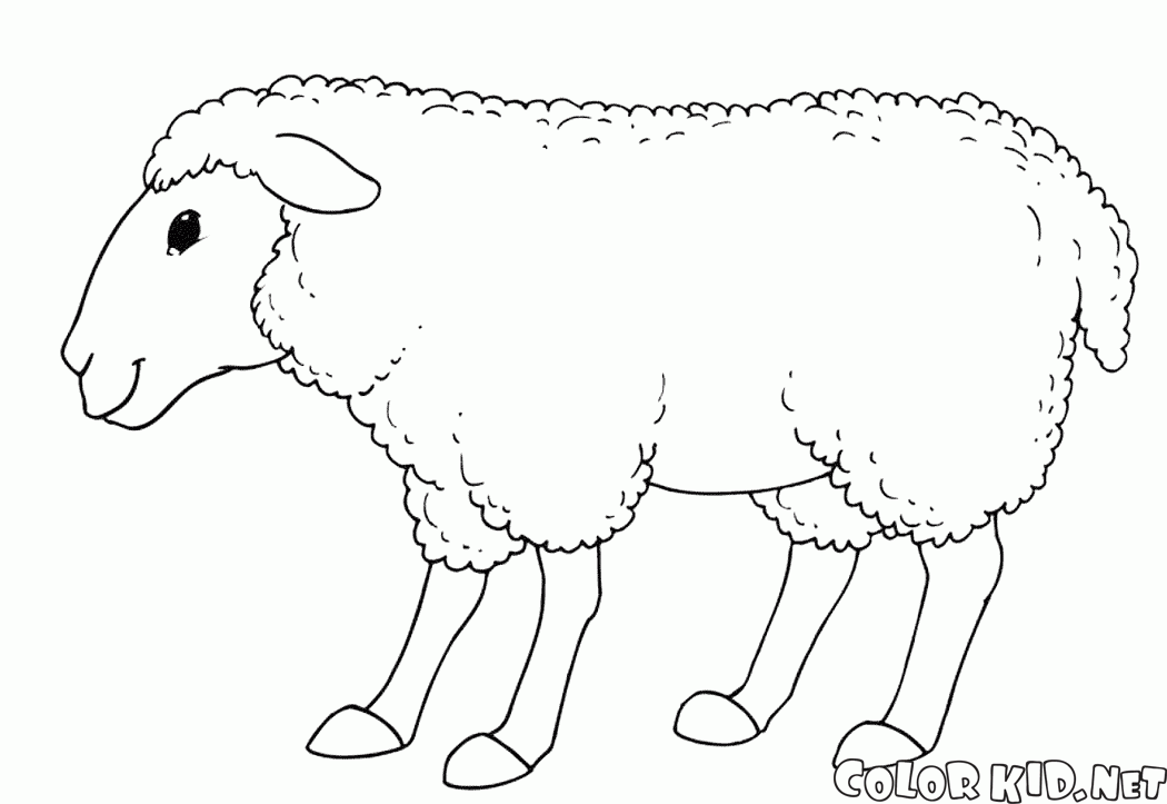 Gülen koyun