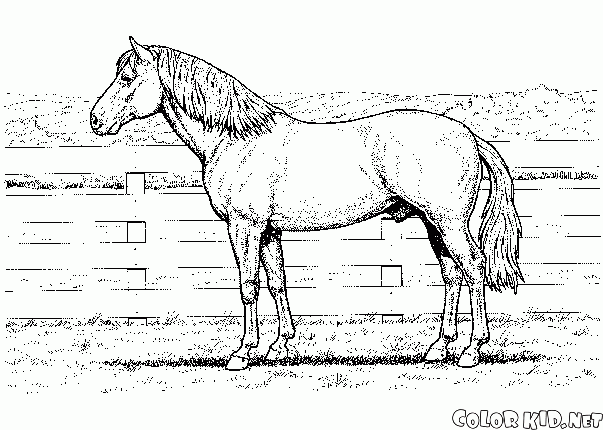 Bir Çiftliği At