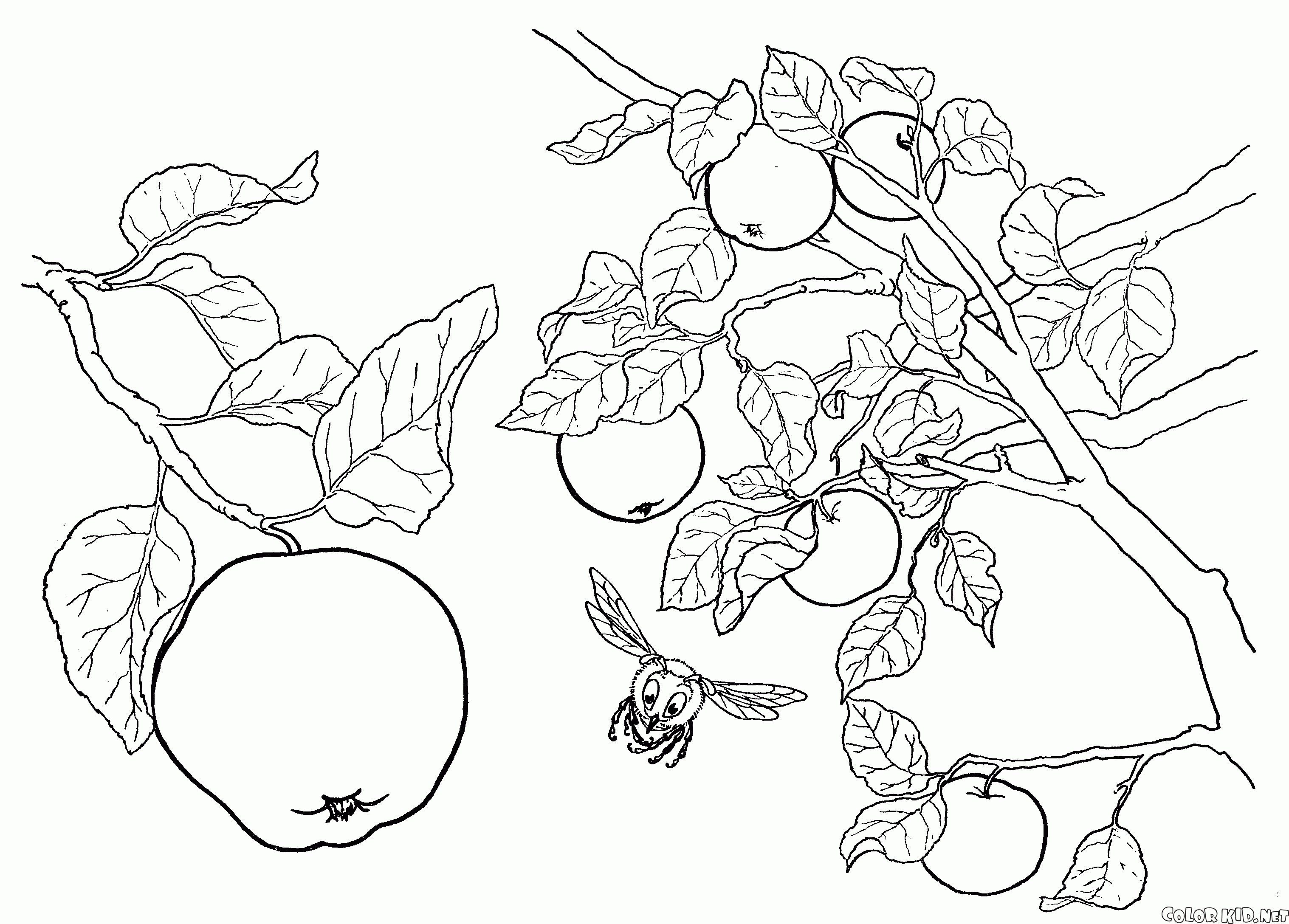 Elma ağacı meyvesi
