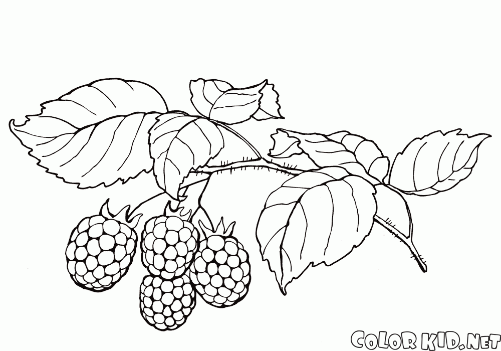 Anasinifi Karpuz Boyama Sayfasi 2 Frutas Para Colorir Riscos Para Pintura Desenhos