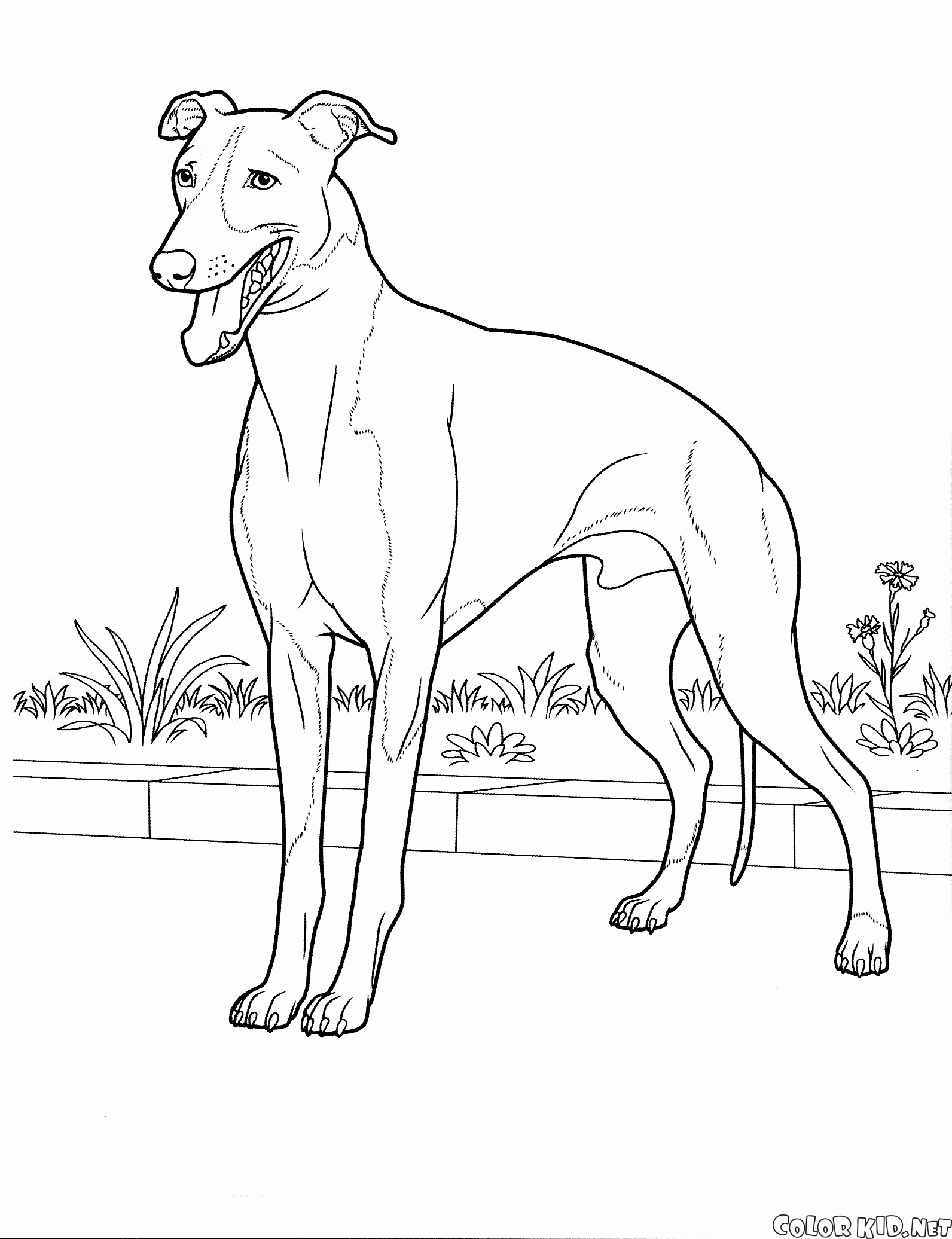 İtalyan Greyhound