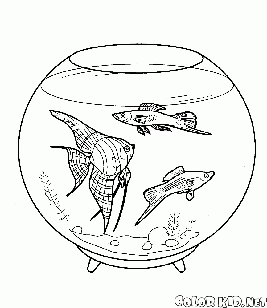 Akvaryum balıkları