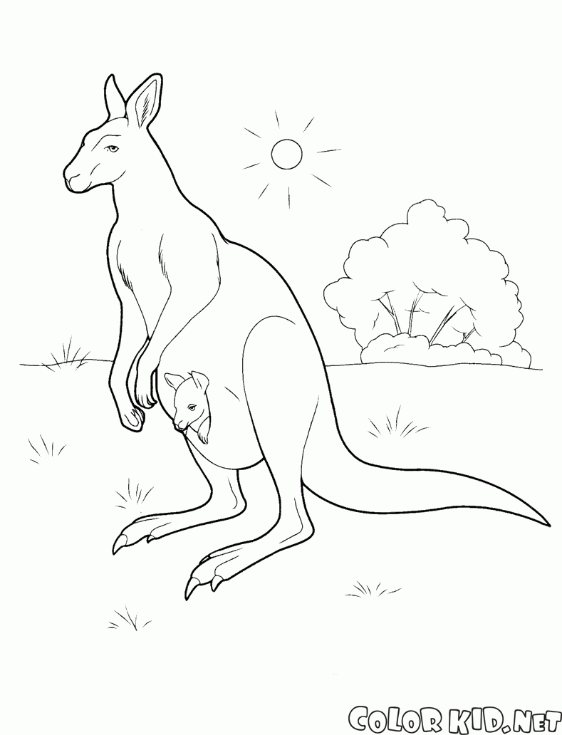 Avustralya Kangaroo