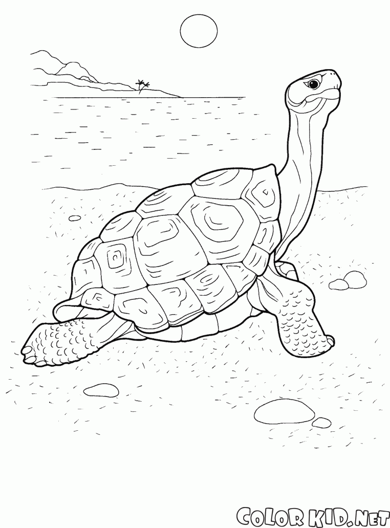 Deniz cephesinde Kaplumbağa
