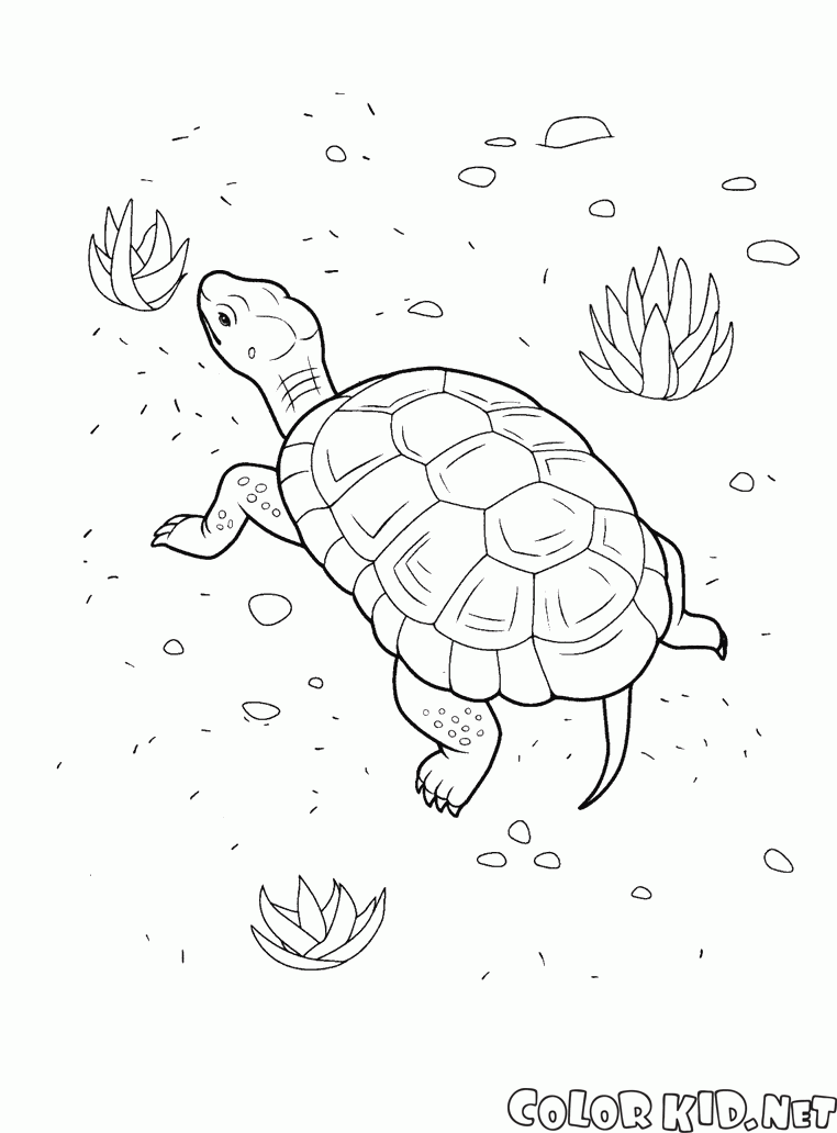 Beach Kaplumbağa