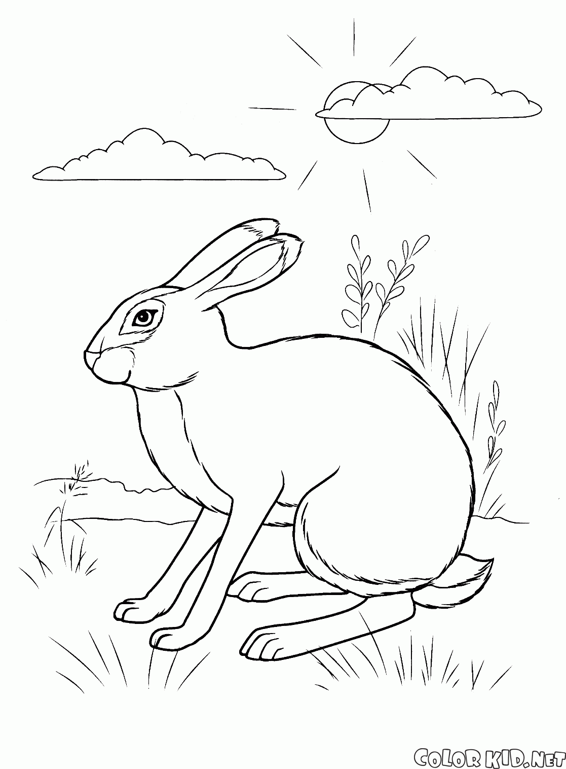 Tavşan gizleme