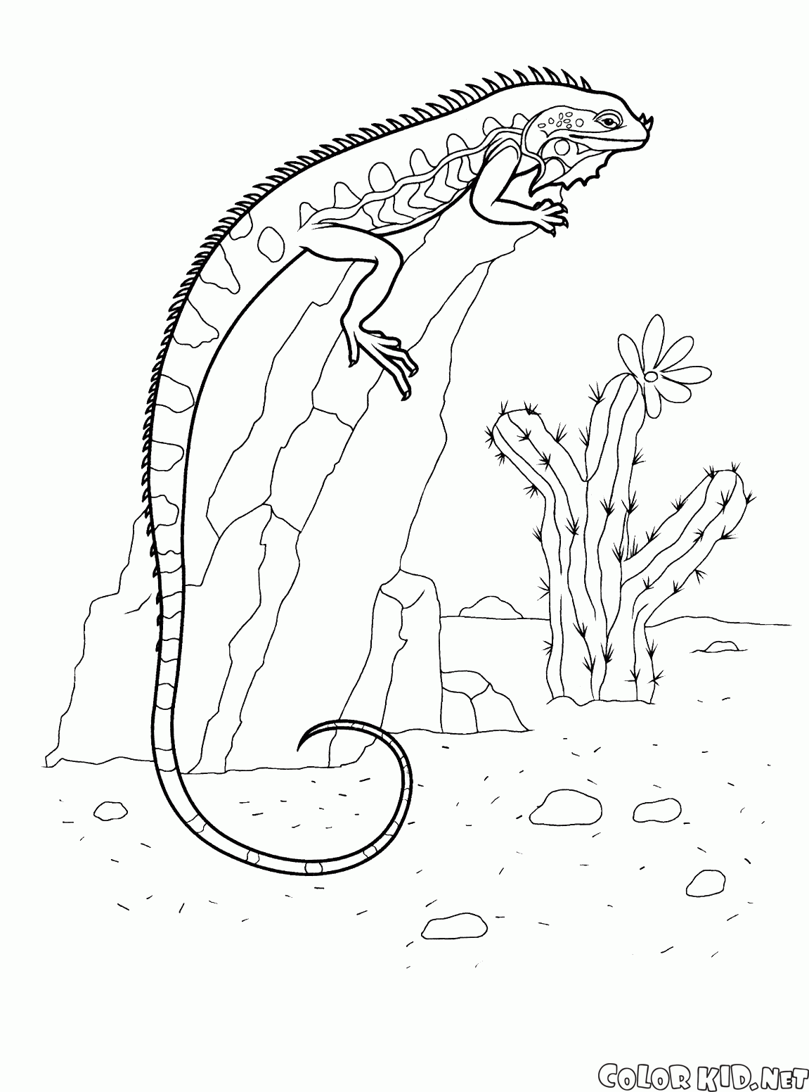 Bir kaya üzerine iguana
