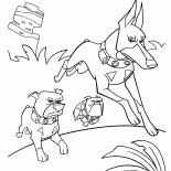 Üç köpek