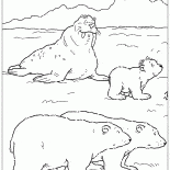 Mors ve ayılar