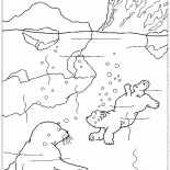 Ayı dalışlar
