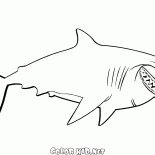 Bruce Shark