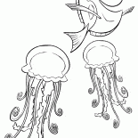 Dori ve denizanası