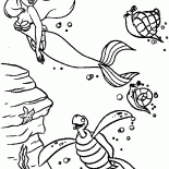 Ariel ve Kaplumbağa