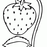 morango