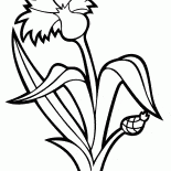 cornflower