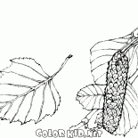 Birch Yapraklar