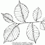 Elm yeşillik