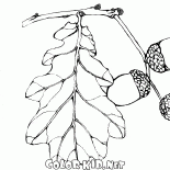 Meşe Meyveler