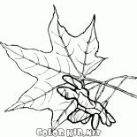 Akçaağaç yaprakları ve tohumları