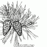 Çiçek Çam ağacı