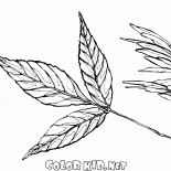 Yaprak ve kül tohumları