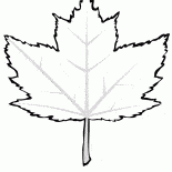 Kırmızı akçaağaç