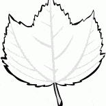 Çizgili Akçaağaç