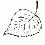 Birch yaprak düşer