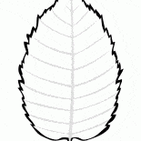 Akağaç Yaprakları