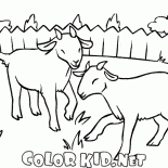 Bir çim üzerinde Keçi