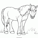 Yürüyüşe At