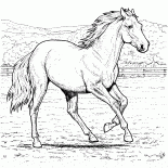 Bir Çiftliği At