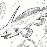 Pleuracanthus
