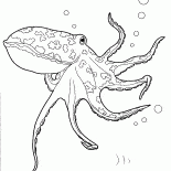 Okyanusunda Ahtapot