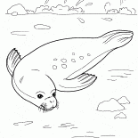 Seal rahatlatıcı