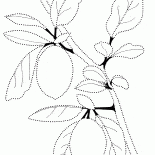 Limon
