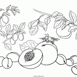 Şeftali, kayısı, erik