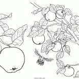 Elma ağacı meyvesi