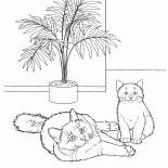 Birman Kedisi