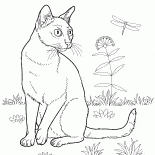 Bombay kedi