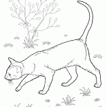 Oriental kısa tüylü