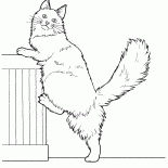 Maine Coon